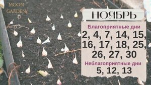 ОЗИМЫЙ ЧЕСНОК: Сроки  посадки под зиму по лунному календарю 2023: ОКТЯБРЬ, НОЯБРЬ и ДЕКАБРЬ!