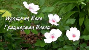 Роза Изящная Бесс, Грациозная Бесси. Дачные картинки 2022.