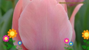 Тюльпан дарвин Мистик ван Ейк. Краткий обзор, описание характеристик Mystic van Eijk