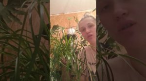 уход за Нолиной. комнатное растение🌱 Нолина