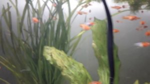 Меченосцы Кои Кохаку (мальки, 1 месяц) Санта Клаус.mp4