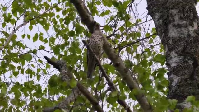 Дрозд-деряба