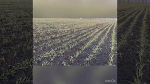 Озимая пшеница Юка. ЗАО «Кировский конный завод». 18.01.2023.