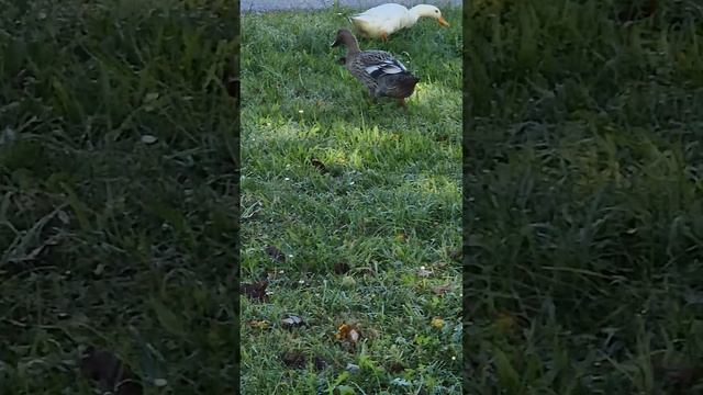 Some ducks and geese on a meadow.