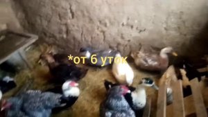 Утка башкирская. Видеоответ для подписчицы