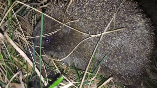 Ёжик в живой природе смотреть онлайн