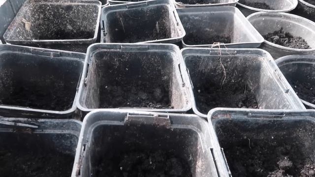 Відповідаю на коментарі ЦІНА ТЕПЛИЦІ ?ПОКУПКИ  Sinsay ?ВІДНОВЛЕННЯ ГАЗОНУ