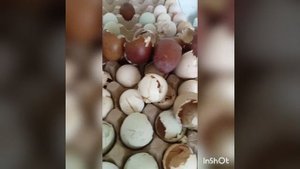 Дарьин Дворик. Можно ли брать там яйцо?Отзыв о Дарьеном Дворе.