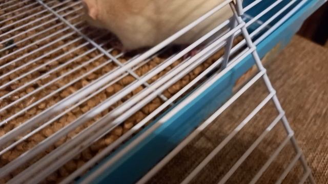 мои крыски в клетке смотреть онлайн