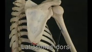 Видеоатлас Акланда. Верхние конечности. Плечевой пояс.