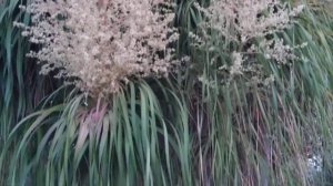 Polinización de la Beaucarnea | El Sueño Jardín Botánico.