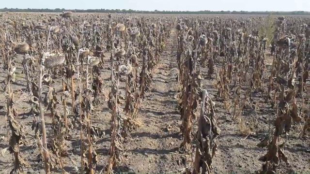 Самый дешевый гербицид в действии. Эффективная работа. смотреть онлайн