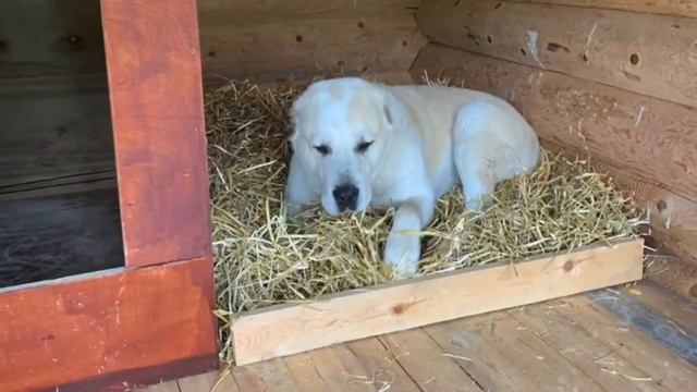 Подстилка для собаки Догнест смотреть онлайн