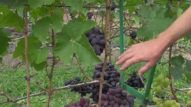 @Виноград Байконур  Вкусный виноград, хороший виноград