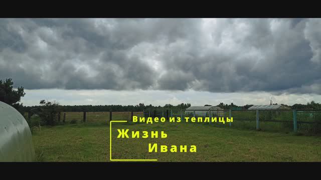 Видео из теплицы