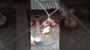 Наши курочки. Мастер Грей" и "Редбро" . Это родители.