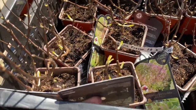 Гортензии из Европейских питомников смотреть онлайн