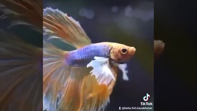 петушок слоновое ушки смотреть онлайн