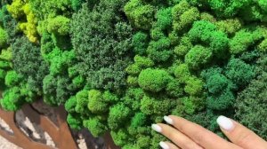 Древо (дерево) жизни