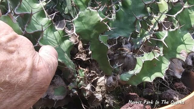 Euphorbia 101, how to prune & trim your Euphorbias смотреть онлайн