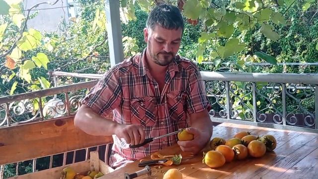 Абхазия. как сушить хурму. смотреть онлайн