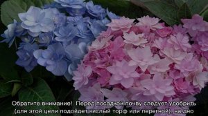 Гортензия Ю энд Ми Форевер и ее гибриды Тугезе и Лав
