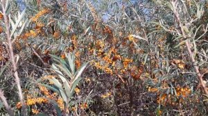 Прогулка по озеру Большое Чебачье