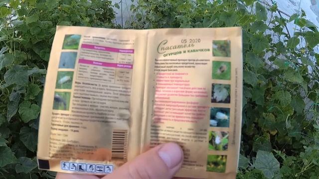 Желтеют и сохнут листья на огурцах, причины, решение!!! смотреть онлайн