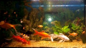 Кометы в аквариуме.