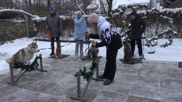 Догтренинг 483. ТОП-5 ошибок недели. смотреть онлайн