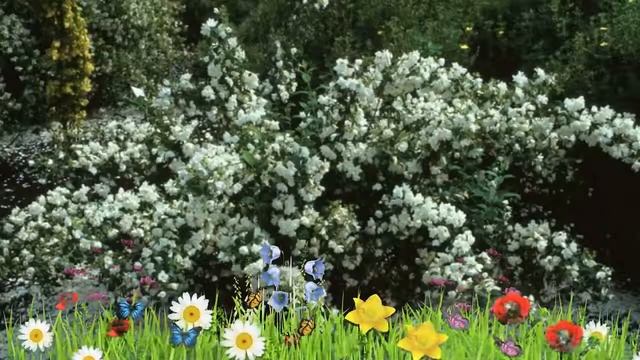 Чубушник (жасмин садовый) лемуана ? Посадка. саженцы, крупномеры чубушника (жасмина садового) смотреть онлайн