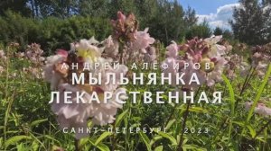 Мыльнянка лекарственная. Алефиров А.Н.