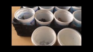 Бытовые отходы и апсайклинг