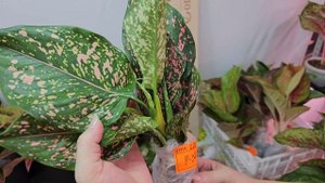 Совместная закупка Аглаонем Тай Июнь-Июль открыт. Обзор Аглаонем по сортам с ценами.