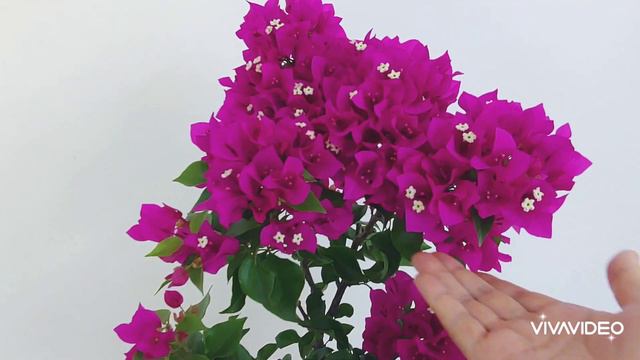 부겐베리아를 꽃다발로 풍성하게 키우는 방법. 꽃이 피지 않을때 꽃 피게 하는 방법과 번식 방법과 관리하는 방법. смотреть онлайн