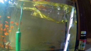 КАК Я ЛЕЧИЛ ПЛАВНИКОВУЮ ГНИЛЬ!!!