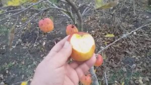 Яблоня сорт зимний Бребурн. Дегустация в ноябре