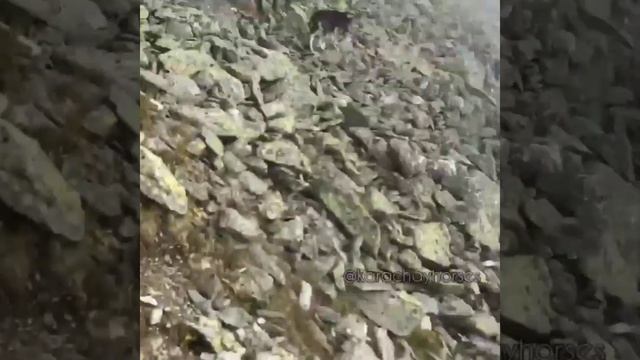 КАРАЧАЕВСКАЯ ПОРОДА ЛОШАДЕЙ -  ЛУЧШАЯ ГОРНАЯ ПОРОДА! смотреть онлайн