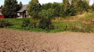 копаем картошку.или как  с помощью мотоблока салют выкопать картошку.