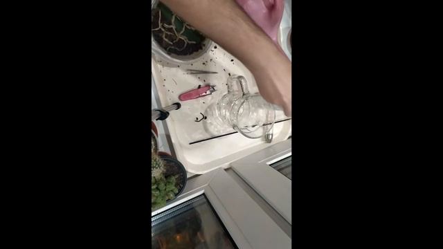 Уценка. Миниорхидея из Ашана. Сажаю в керамзит в стекляную кружку.