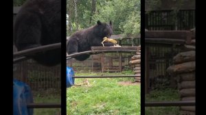 В день семьи, любви и верности свои умения демонстрировала гималайская медведица Муха.