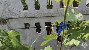 Три лучших способа подвязки винограда!