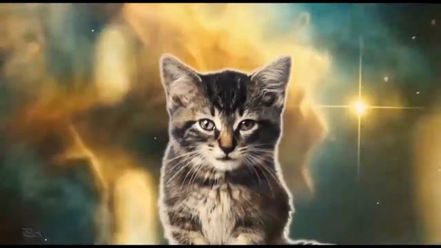 Поющие котята(скачано с сайта VK)(не бомбить в коментах что я украла видео!!) смотреть онлайн