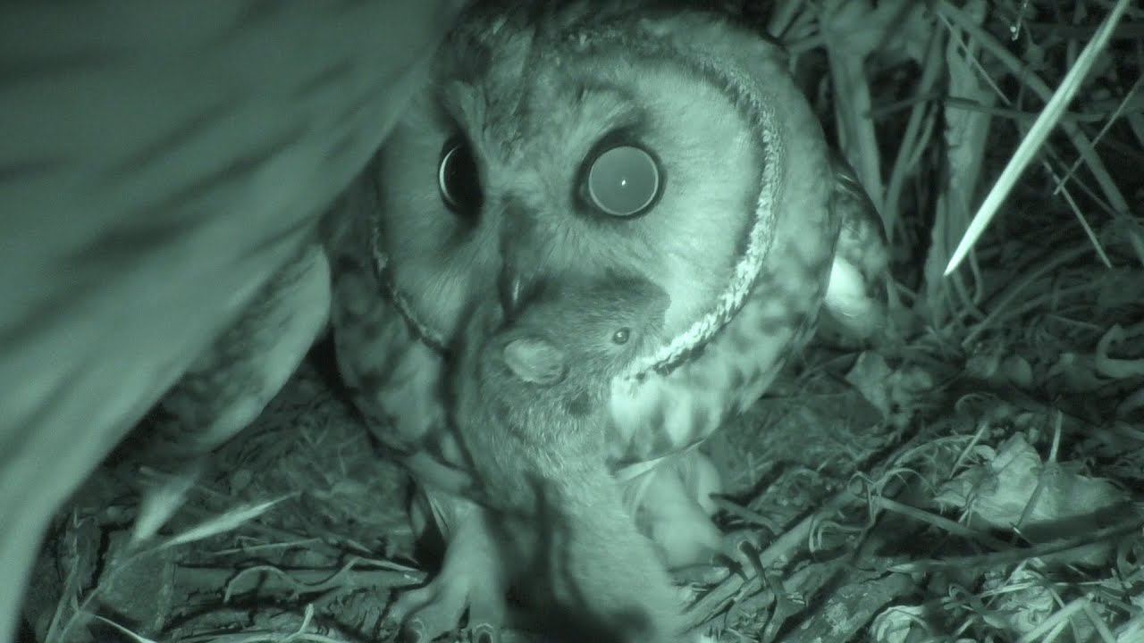 Самец Ушастой Совы приносит самке мышей смотреть онлайн