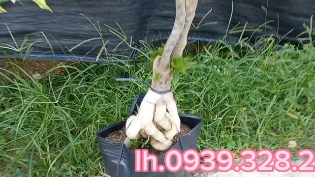 29.04. Milo batik, tím lụa,sakura belacan, pink patch,golden sunshine, tiểu ấn độ...lh 0939.328.261 смотреть онлайн