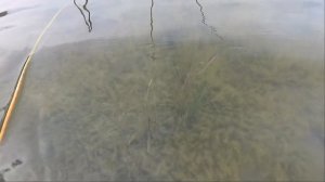 КАРП  ЕСТЬ И ОН КЛЮЁТ   оз.КАЛДЫ   ЧЕЛЯБИНСКАЯ ОБЛ.