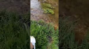 Рыбалка на реке Колпь. Плотина село Денисово