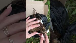 Посылка 📦 с пионами от Ворошиловой А.Б. 🧐