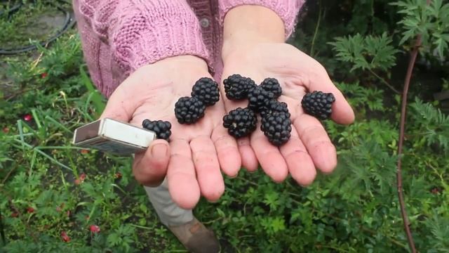 Ежевика Эвергрин торнлес в Сибири.mp4 смотреть онлайн