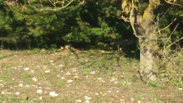 Природа и жизнь.Лиса ворона и волк. смотреть онлайн